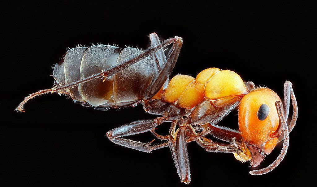 Ant Control service in Miramar, FL