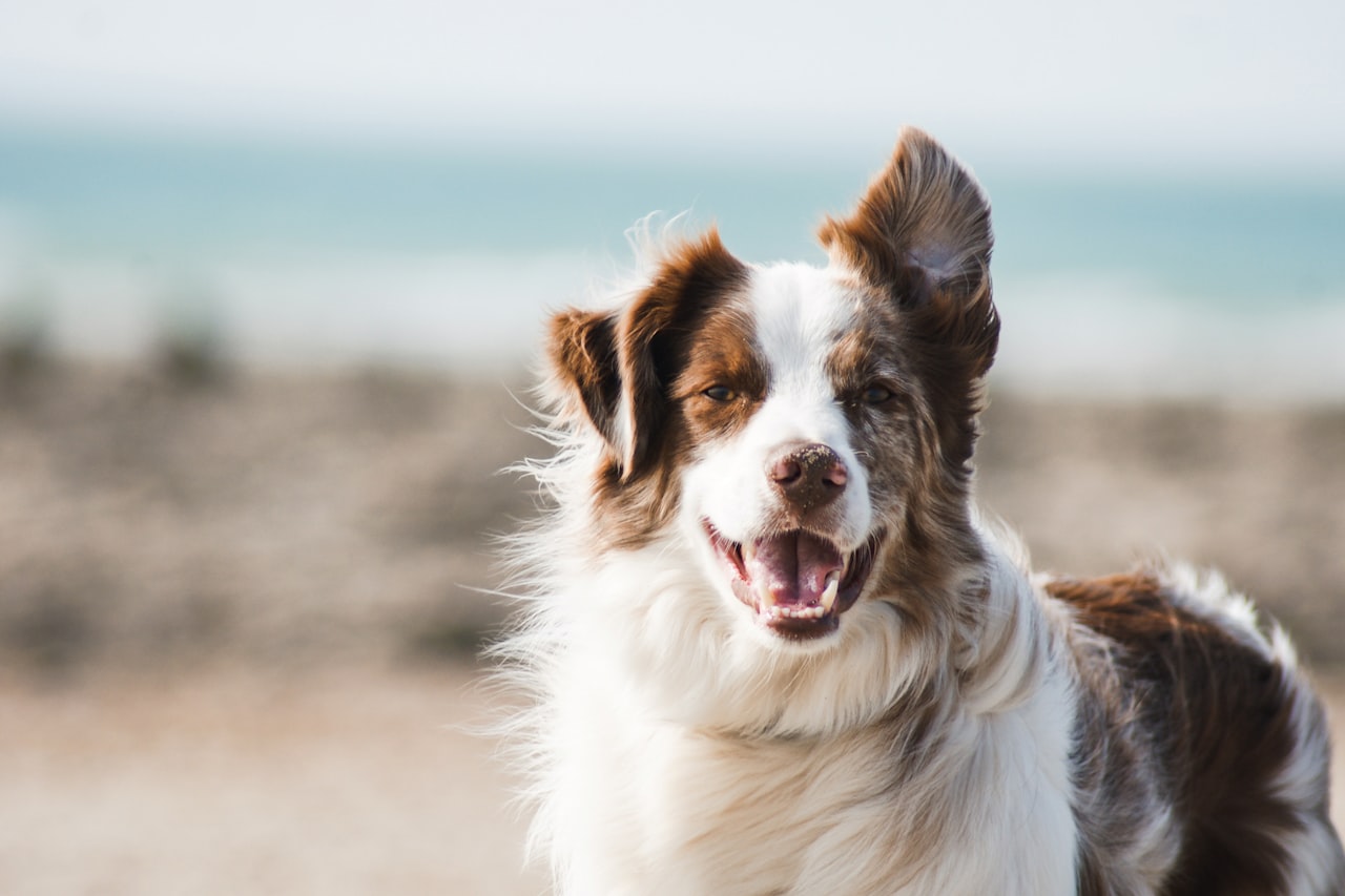 Flea & Tick Control service in Miramar, FL