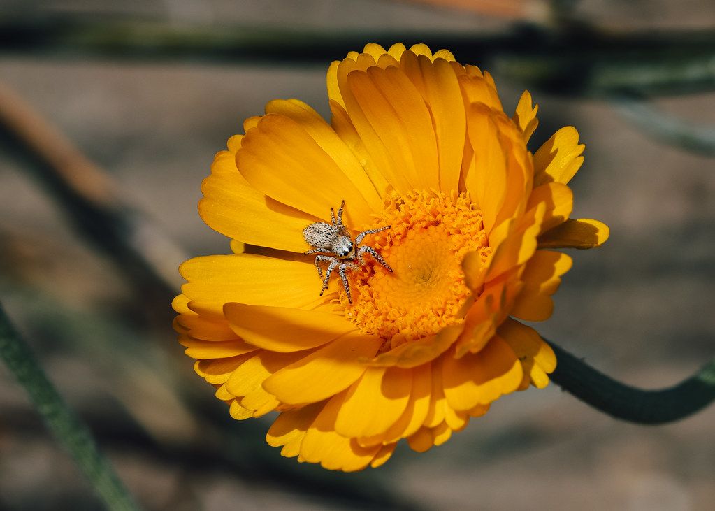 Spider Control service in Miramar, FL